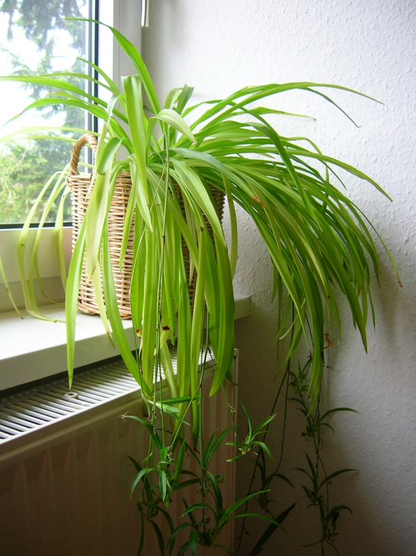 हरी लिली-सुंदर-घरेलू पौधे एक खिड़की