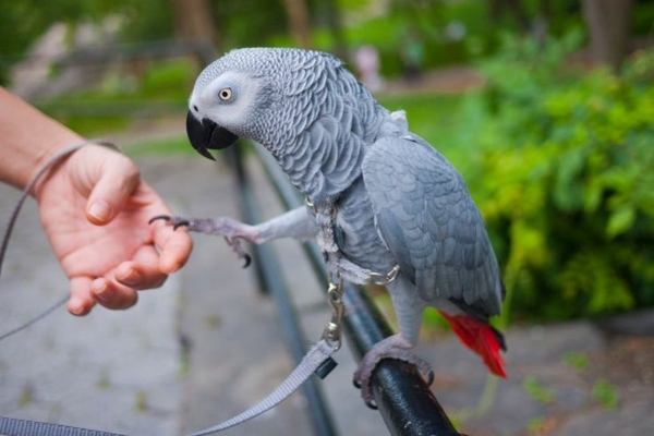 Siv Papiga Papiga-kupiti-govori papagaj
