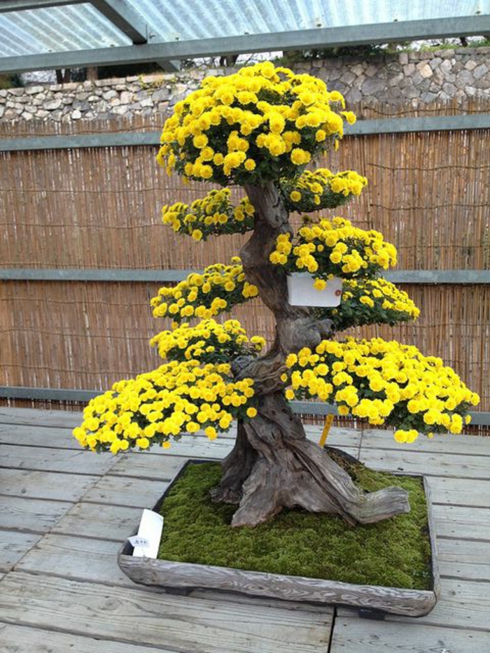 Groser sárga virágai bonsai virág moha ágy