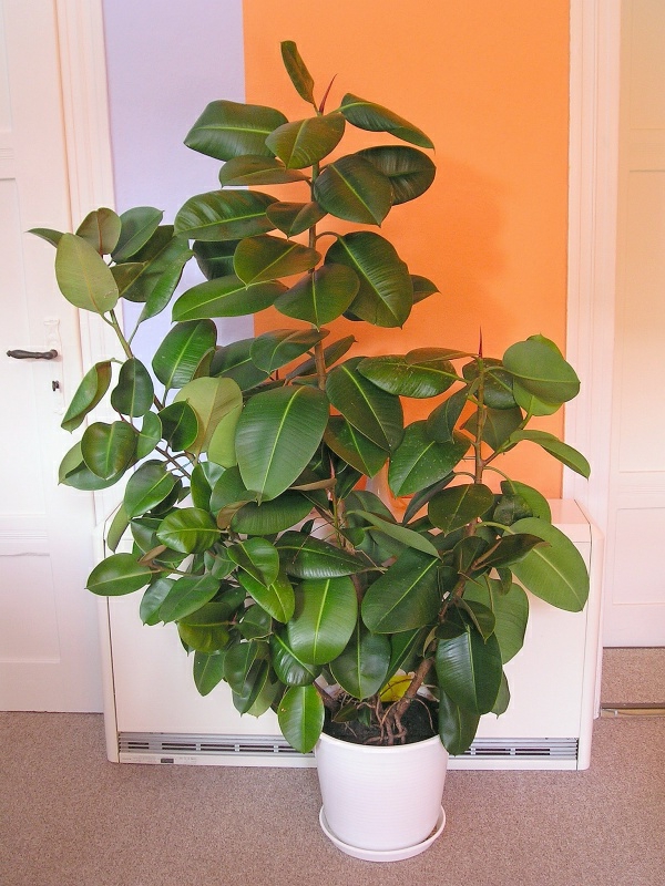 gummibaum-Ficus-еластичен-в-бяло-саксия