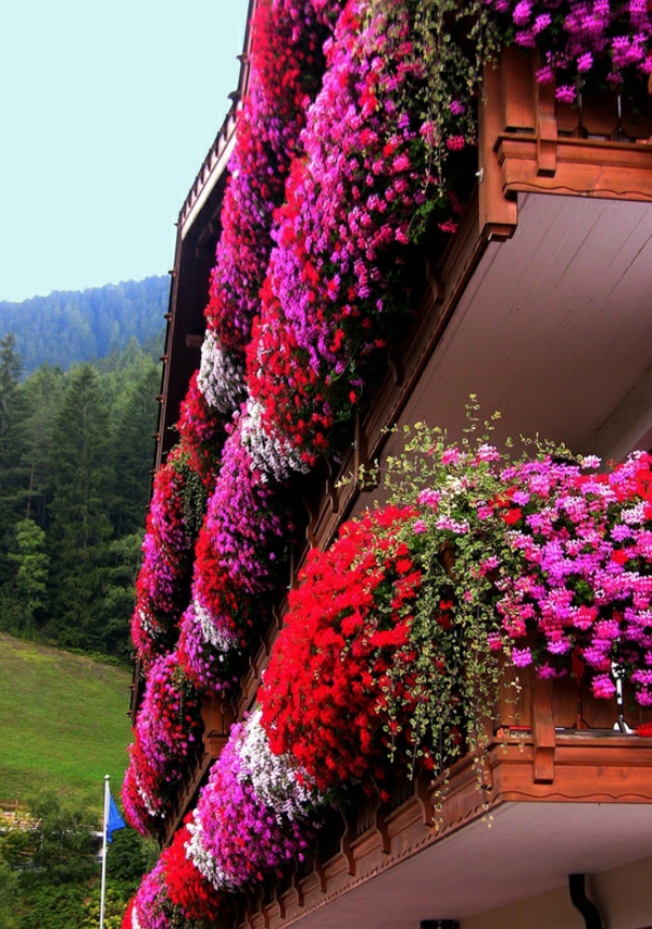 फांसी-balkonpflanzen-फूल-इन-ट्रेंटीनो-दक्षिण-टायरॉल-इटली