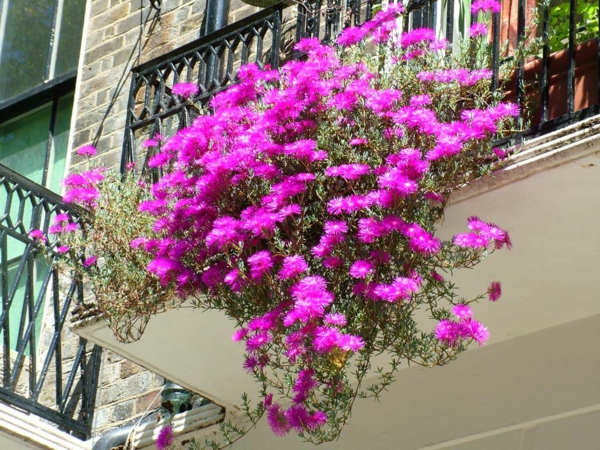 फांसी-balkonpflanzen-गुलाबी