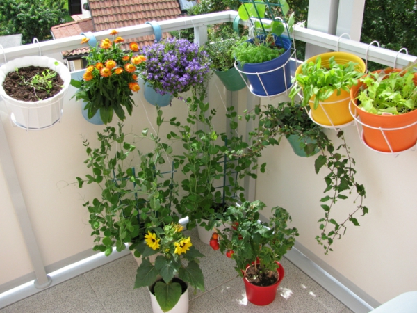 colgando-balkonpflanzen-verduras-en-balcón