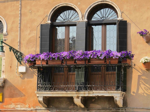 colgando-balkonpflanzen-Venecia-púrpura