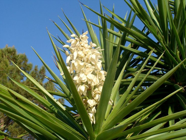 -hauspflanzen-Yucca-filamentosa-φυτού-Πλαισιωμένο
