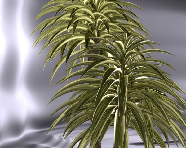 house kasvi-Yucca-filamentosa-kasvien kämmenten
