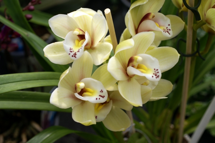 világossárga-Orhideen fajok