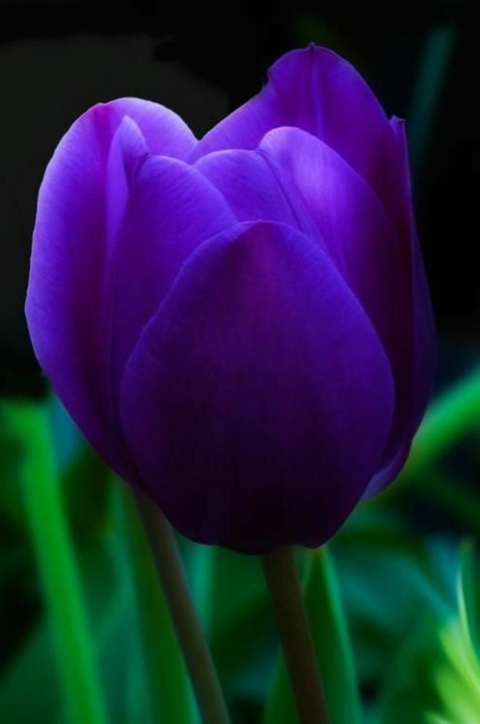 lijepa ljubičasta tulipana Fotografija close