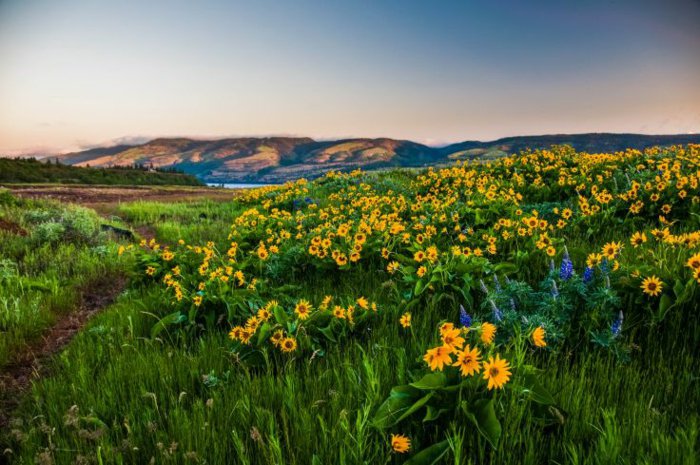 красива пролет поле картина със слънчогледи