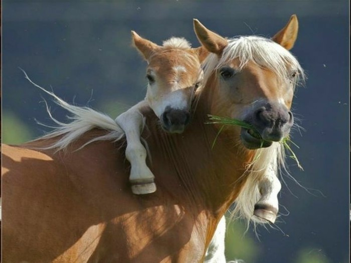 upea valokuva-kaunis-hevonen-inspiraation-the-small-ja-äiti