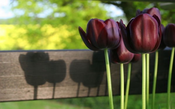 preciosa foto-de-negro-tulipán