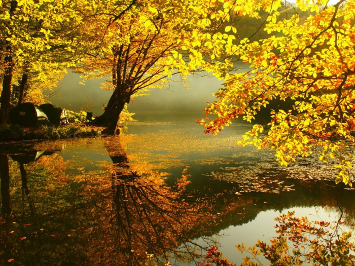jesen pozadine - mnogo žutih lišća