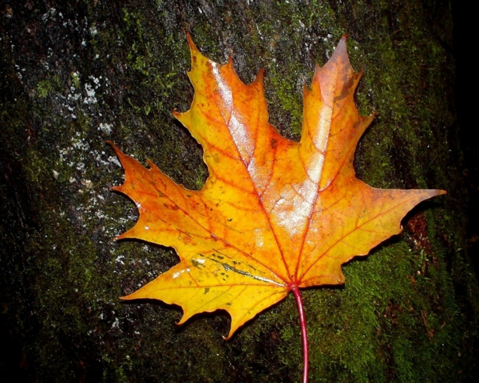 papier peint pour-automne-feuilles-belle-couleur