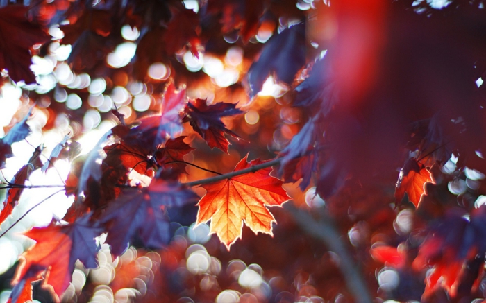 pozadine za-jesen-lijepe-boje kombinirane