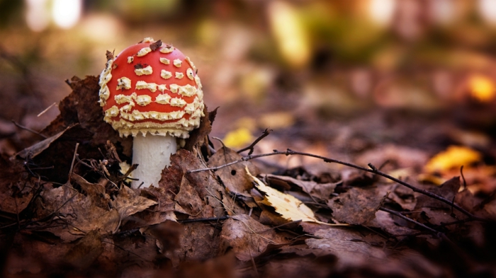 pozadine za-jesen-zanimljivo gljivama