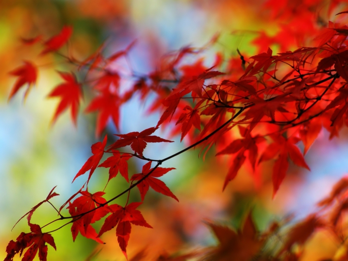 papier peint pour-automne-feuilles rouges