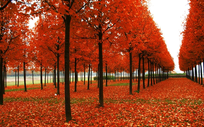 papier peint pour-automne-couleurs rouge régimes