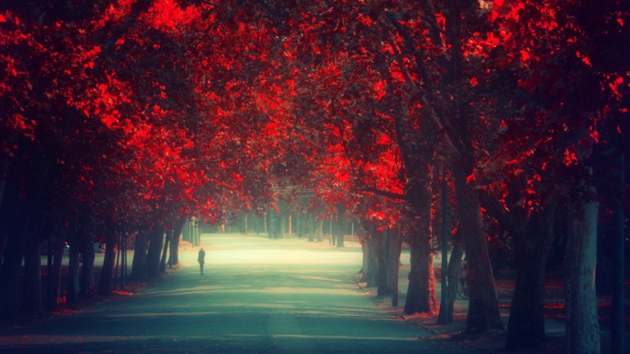 papier peint pour-automne-rouge intéressant feuilles