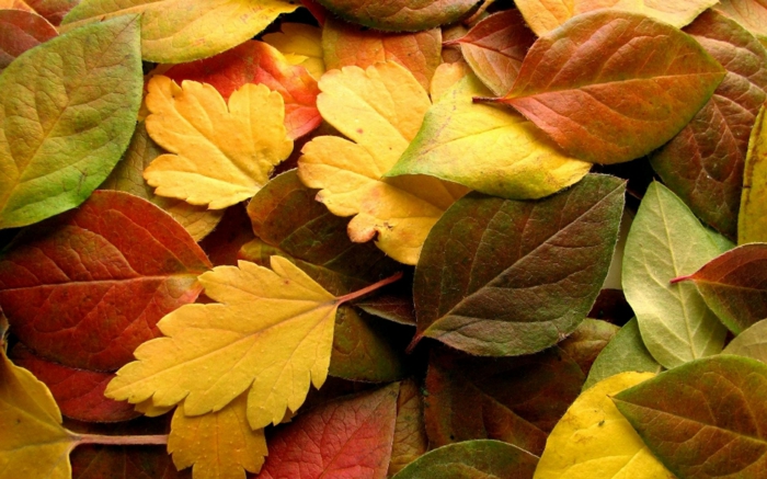 pozadine za-jesen-lijepe-žuto lišće