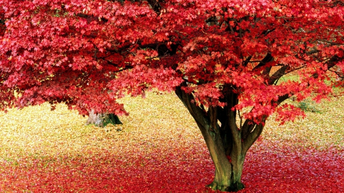 papier peint pour-automne-beau-feuilles des arbres rouges