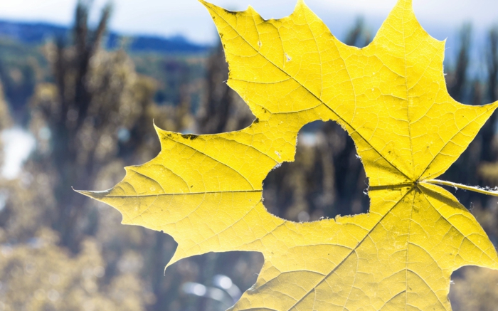 papier peint pour-automne-très-belle-jaune feuilles