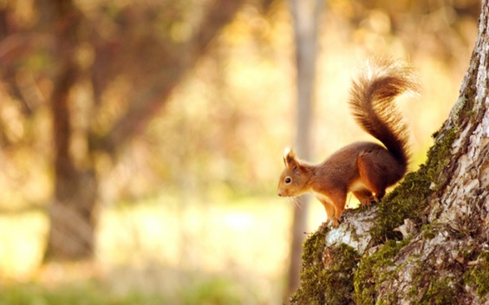 papier peint pour-automne-super-beau-écureuil-naturel