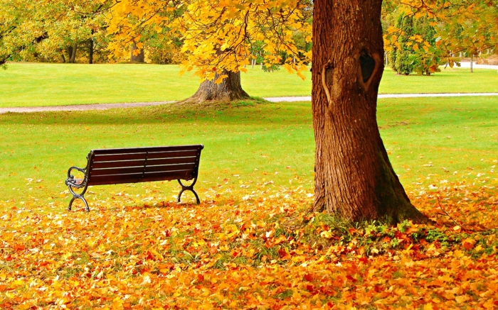 pozadine za-jesen-super-lijepe-drvo