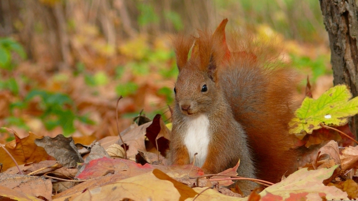 papier peint pour-automne-beau-forêt écureuil