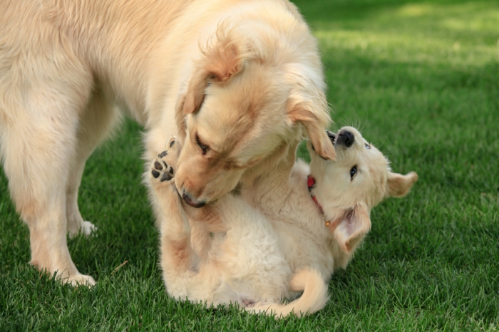 сладкото куче бебе играе с майка си, красиви животински картини, сладки бебешки животни с родители