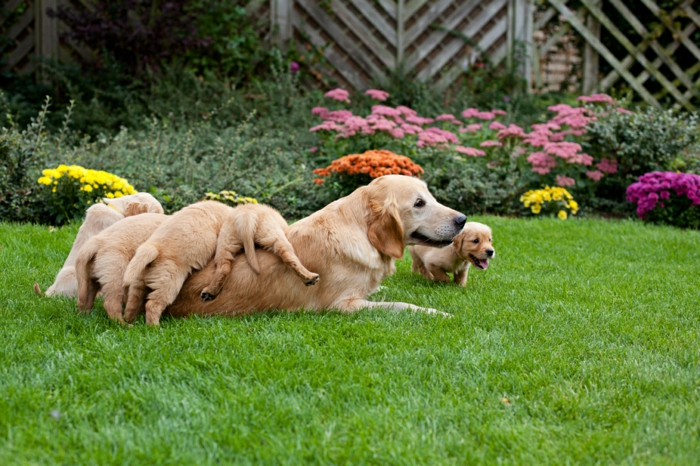 甜美的狗宝宝与他们的母亲在花园里玩耍，母亲爱动物王国，美丽的图画