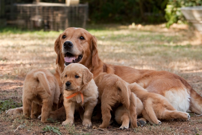 сладко куче бебета играят с майка си, сладки бебе животни с родителите си - страхотни снимки