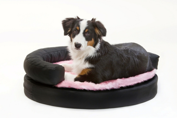Cama de perro-compre-negro-con-rosado-combine - fondo en color blanco