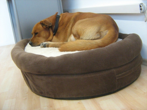 Cama para perro ortopédica-marrón - raza de perro grande