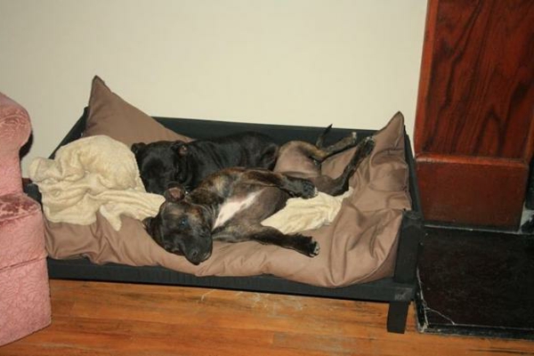 perro cama para dos perros - tapete color topo