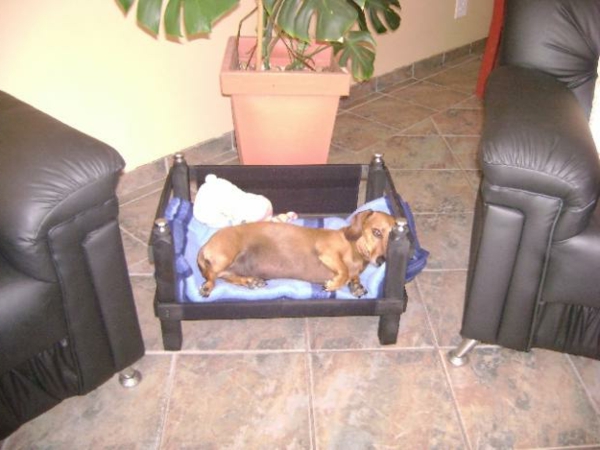 cama de perro ortopédica - planta decorativa en maceta detrás de ella