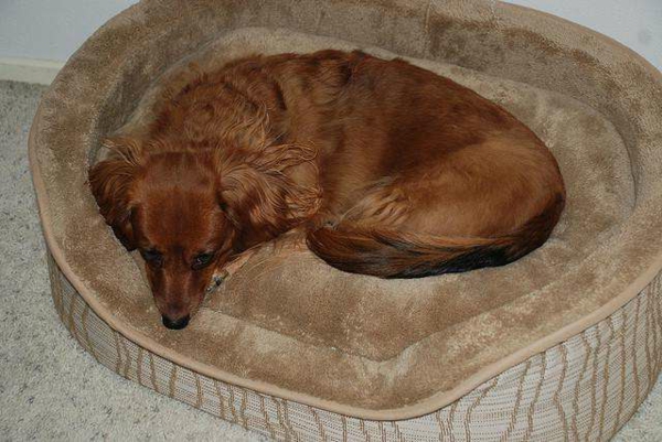 diseño moderno de la cama del perro - perro en marrón