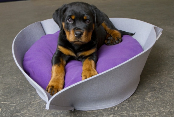Cama para perros ortopédica púrpura - perrito negro
