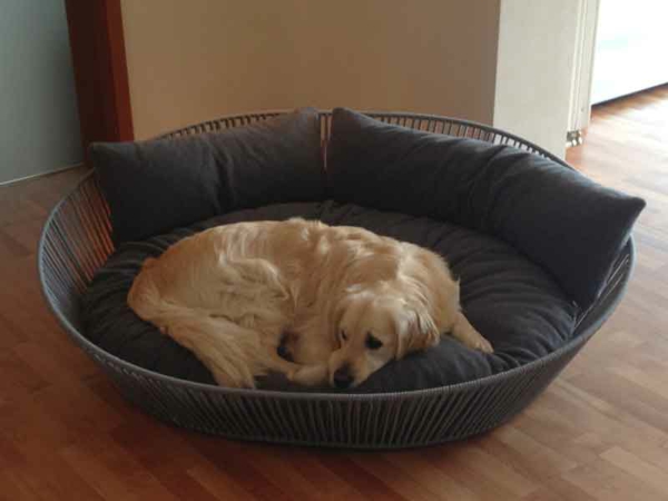 cama de perro ortopédica con almohada - perro beige