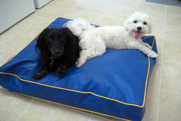 estera de perro color azul ortopédico - perro negro y perro blanco