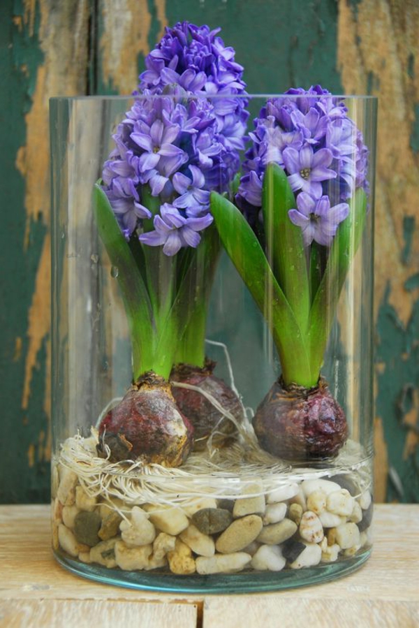 jacinto de flores de jardín de flores-en-hermosa-color púrpura - plantar en-casa-