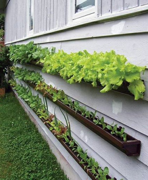 ötletek - kertészkedés - zöld növények - kert díszítése