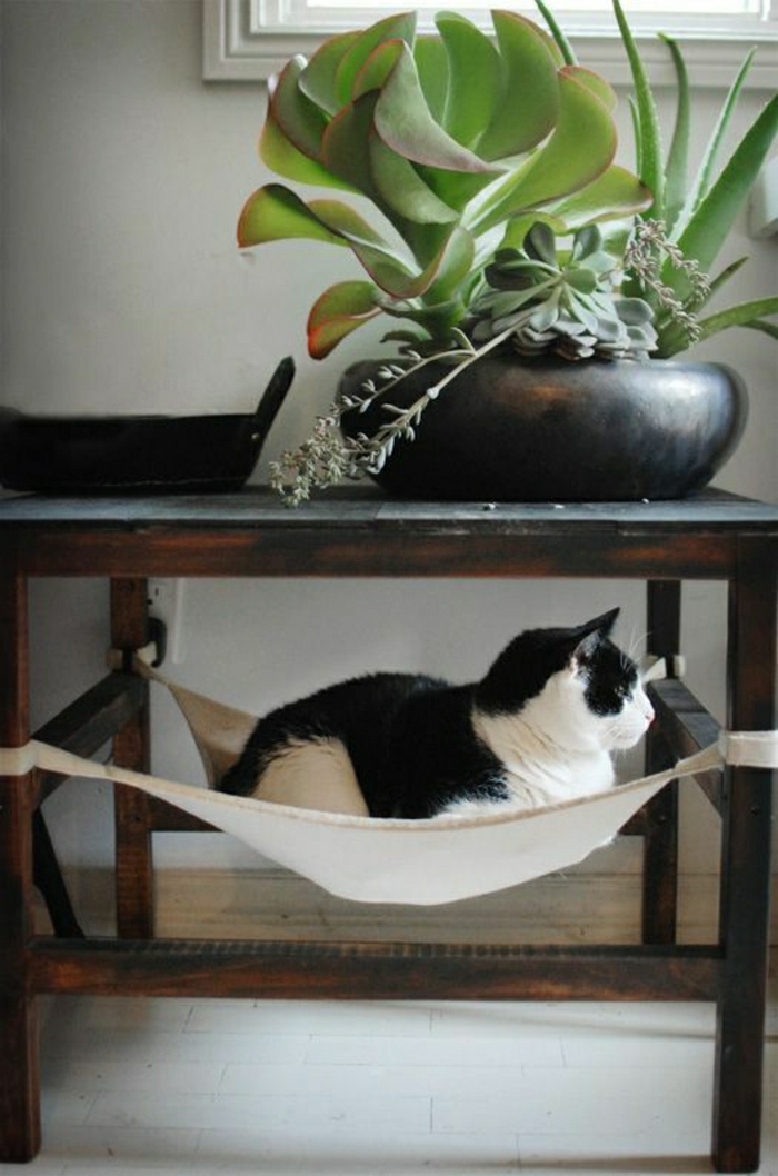 improviziran Mačka viseća štedi krišom kreativno mjesto