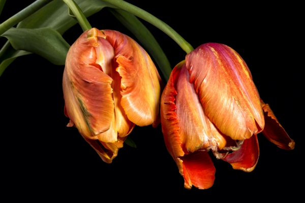 érdekesnek tűnő francia tulipán fekete háttér