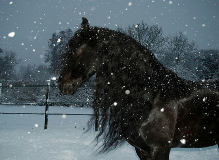 ενδιαφέρον να καταστήσει-άλογο-in-χιόνι