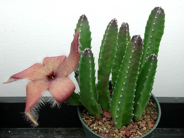 érdekes kaktusz fajok - fehér fal háttérként