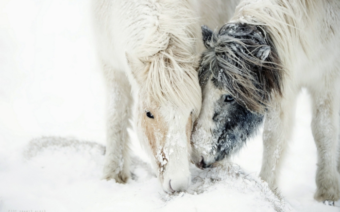 mielenkiintoinen-hevonen-in-snow