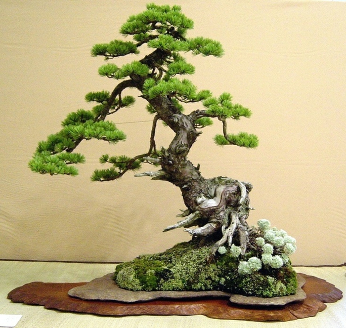Japán Művészeti Bonsai Moss Fa Driftwood összetétele