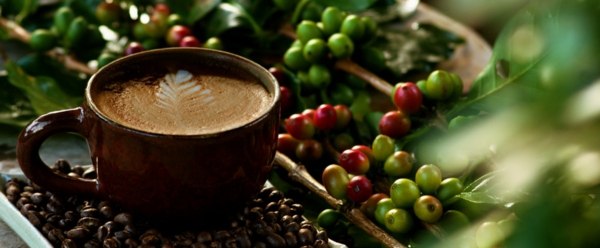 kávé a természetben - zöld kávébab