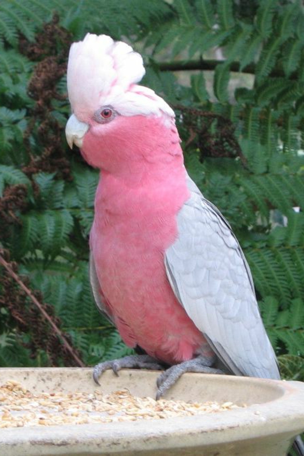 kakadu-u-roza-roza-tolle_papagei