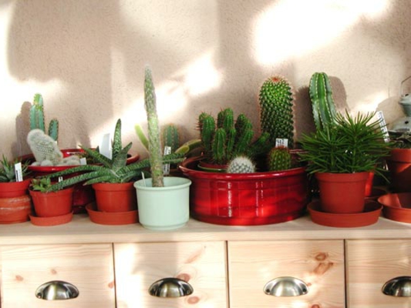 kaktusi - slike - vrlo zanimljive - različite vrste dizajna